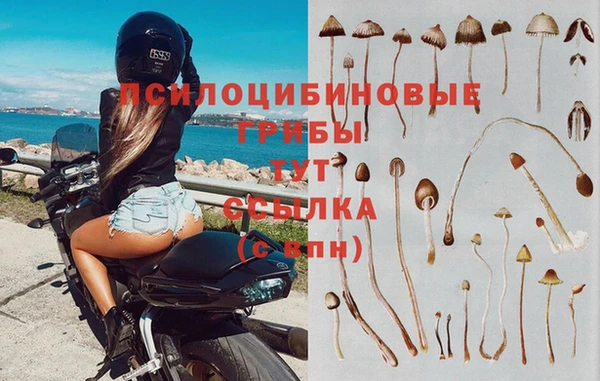гидра Алексин